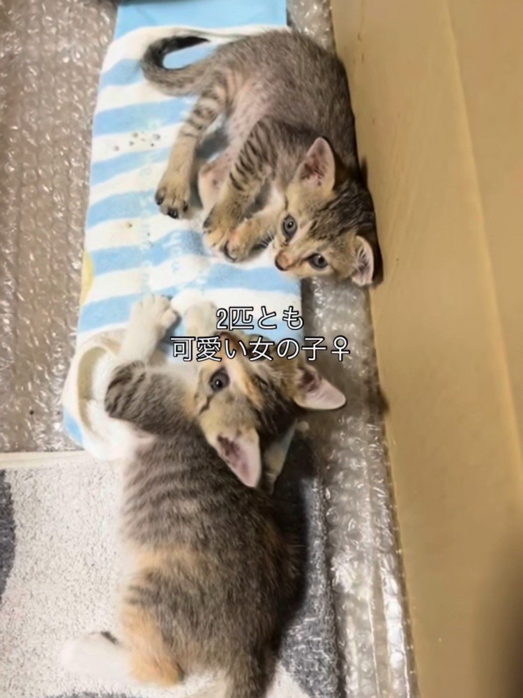 横になる2匹の子猫