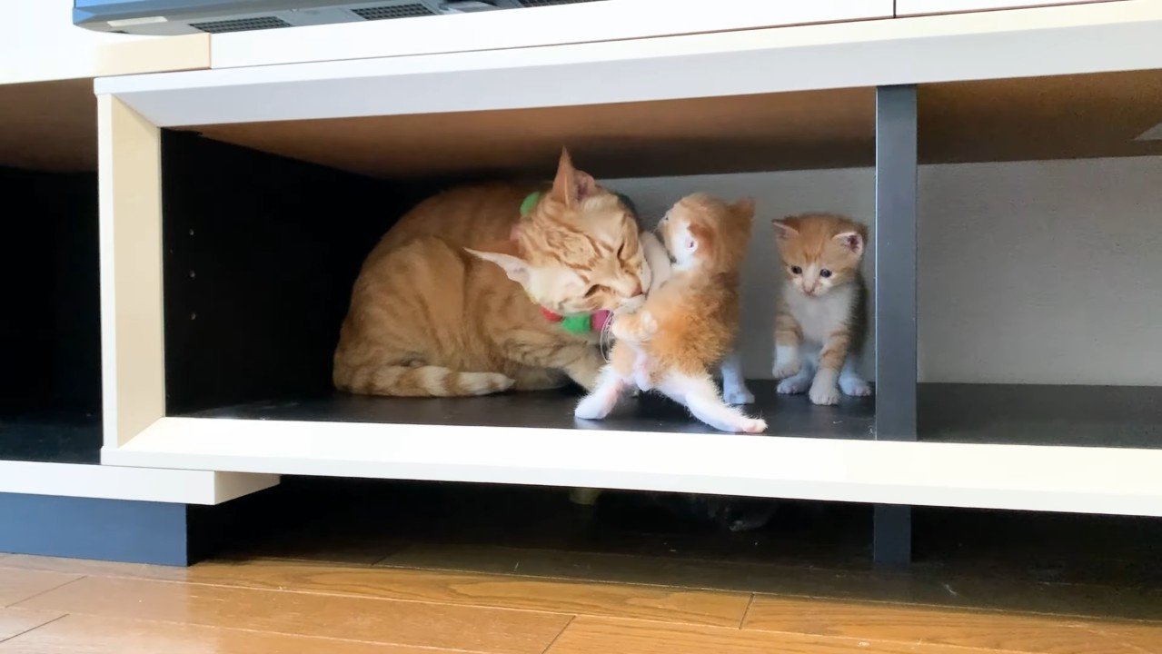 開脚