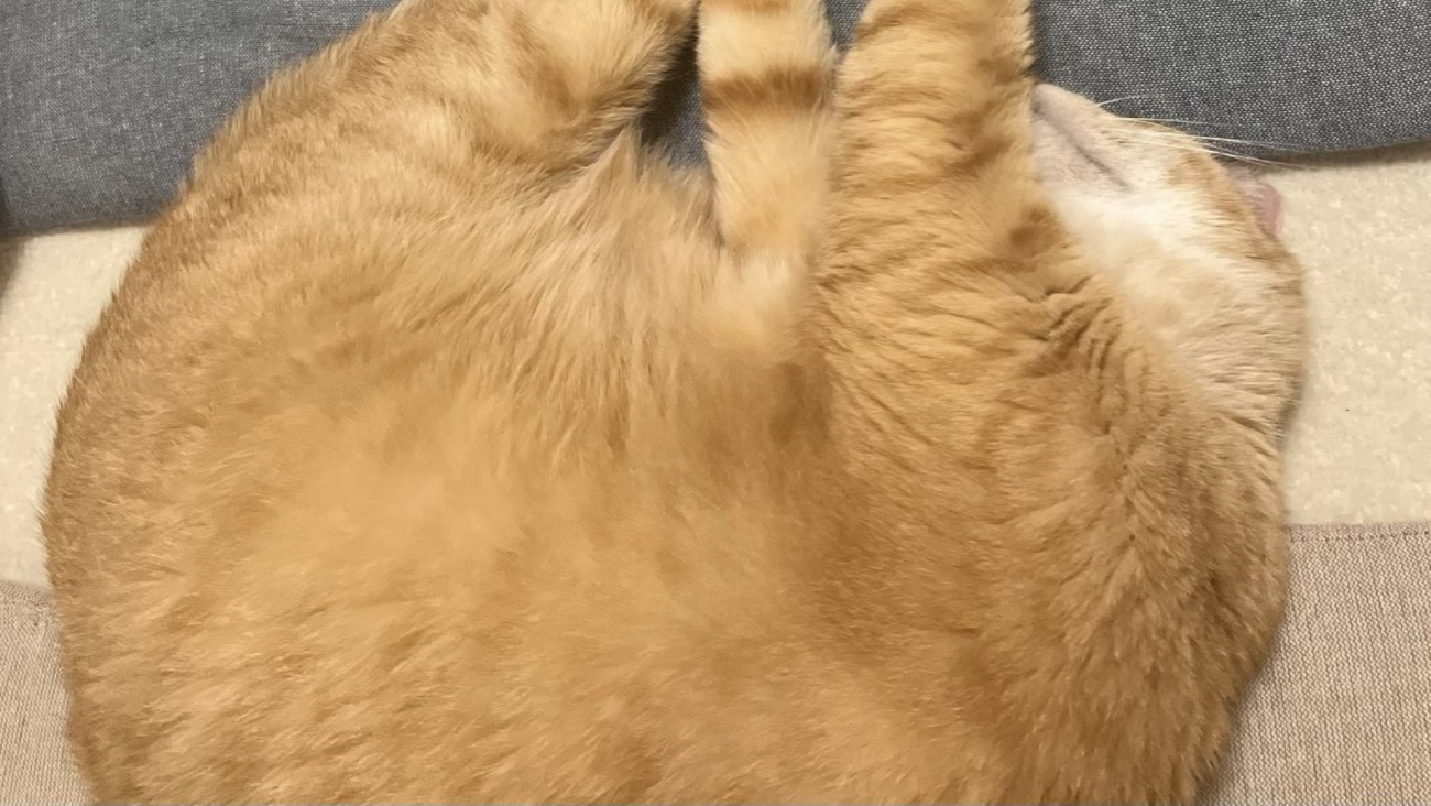 丸くなって寝ている猫の様子