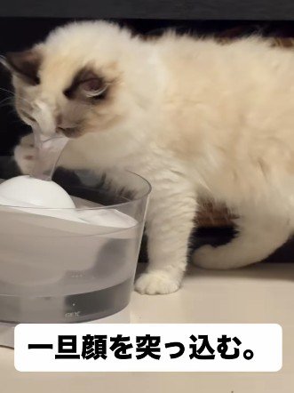 給水器に顔を突っ込む猫