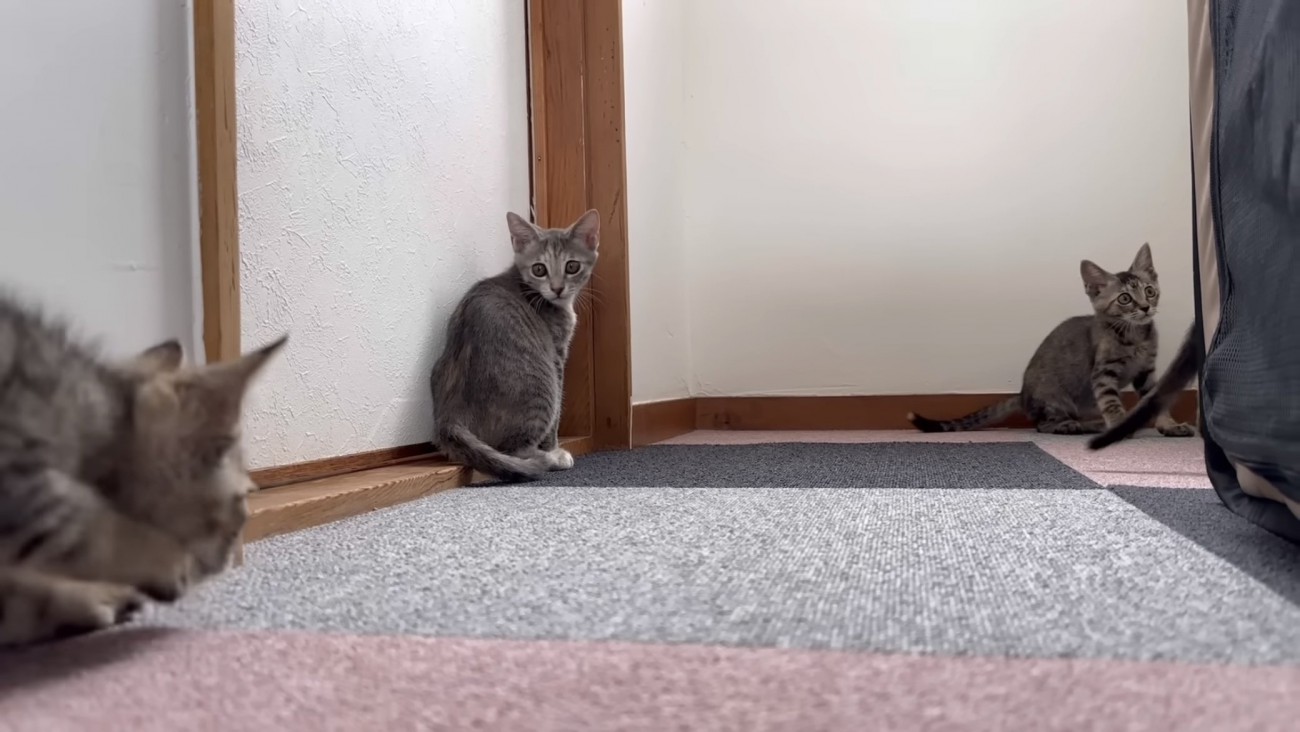 遊んでいる猫たちの写真