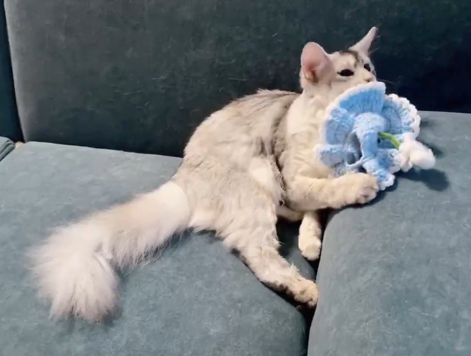 頭についていた帽子を前足で外す猫