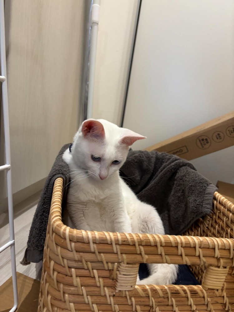 かごに入っている白猫