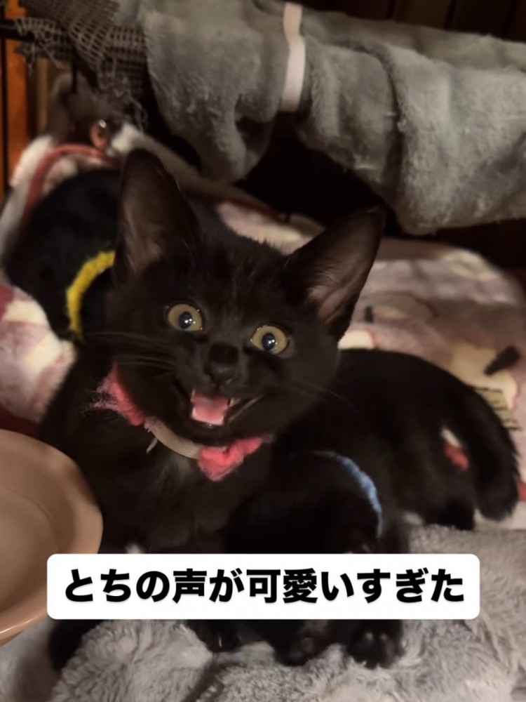 投稿者を見て鳴き声をあげるピンクの首輪を着けた子猫