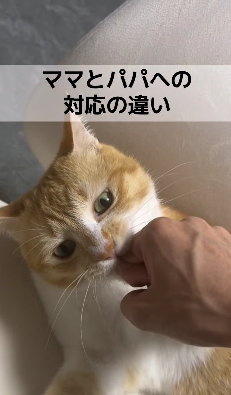 飼い主の手に噛みついている猫