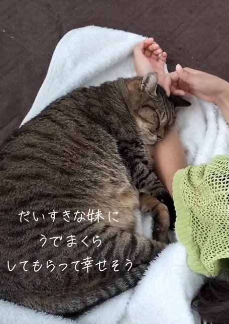 女の子の腕まくらで眠る猫