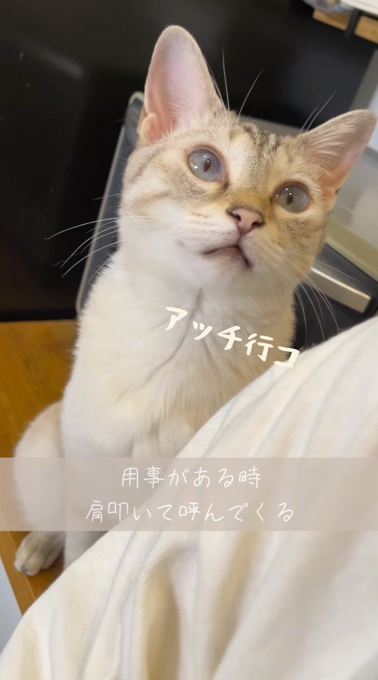 飼い主の顔を見つめる猫