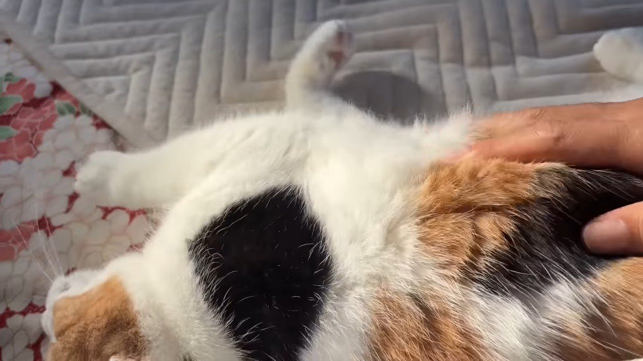 横たわった姿