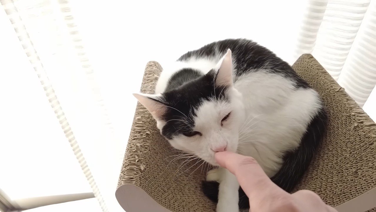 指に顔を近づけるホルンくん