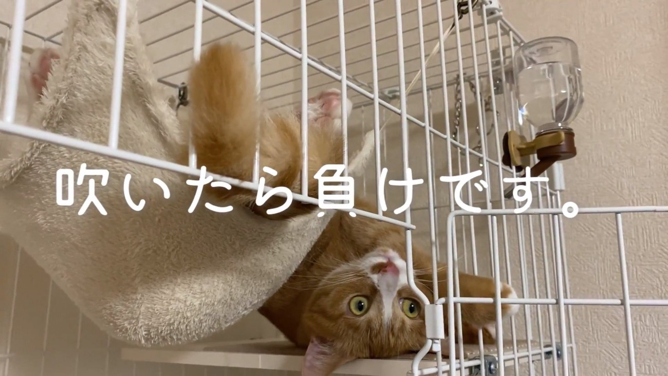 シッポを左に振るウラちゃん