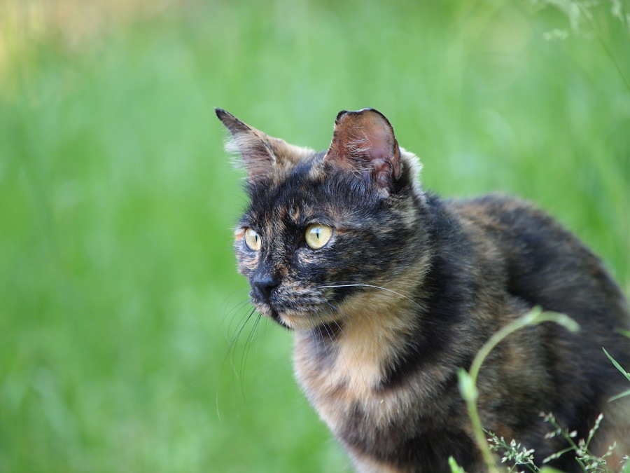 サビ猫の里親になりたい！注意する事や必要な物