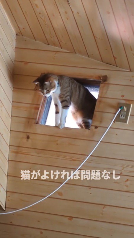 部屋の上部に開いた穴から下を眺める猫