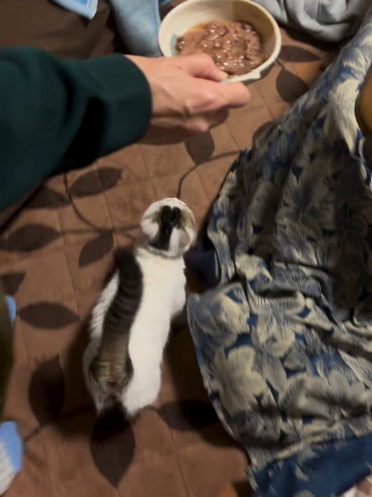 歩く猫の後ろ姿