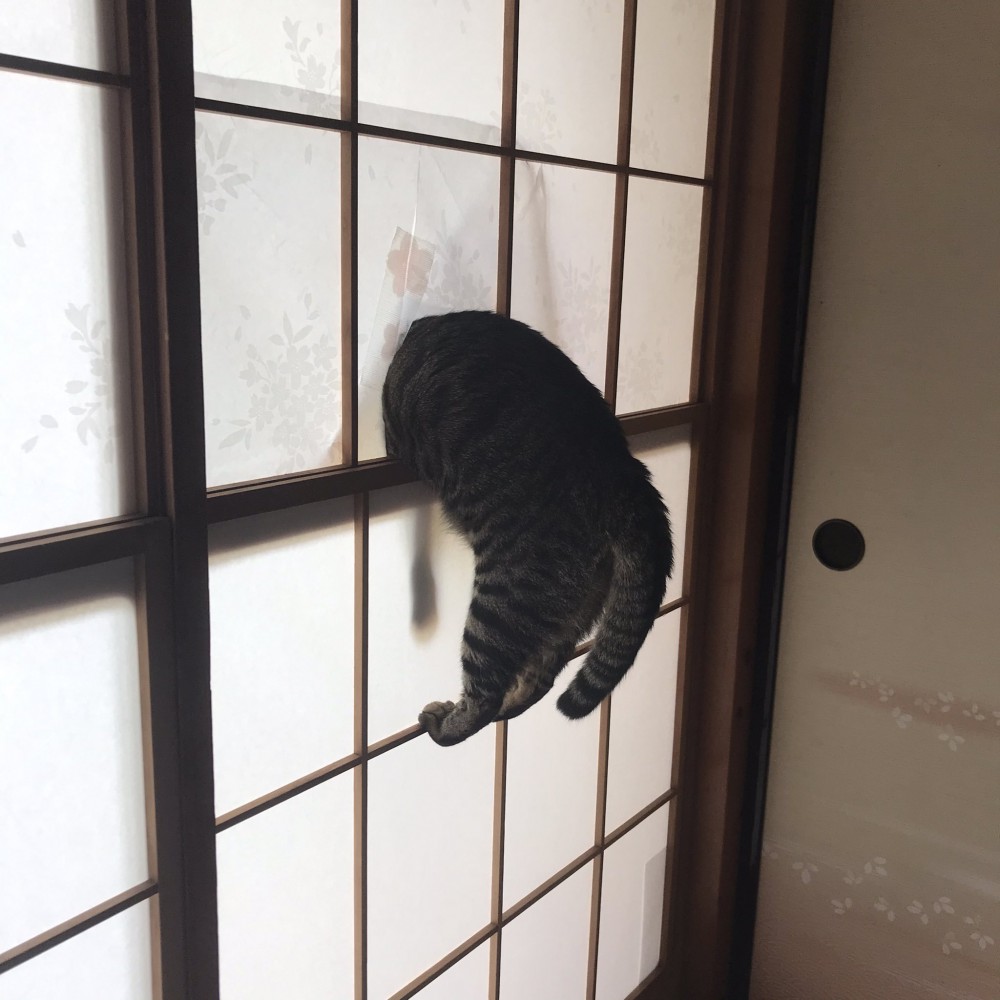 障子に飛び込んで穴を開ける猫