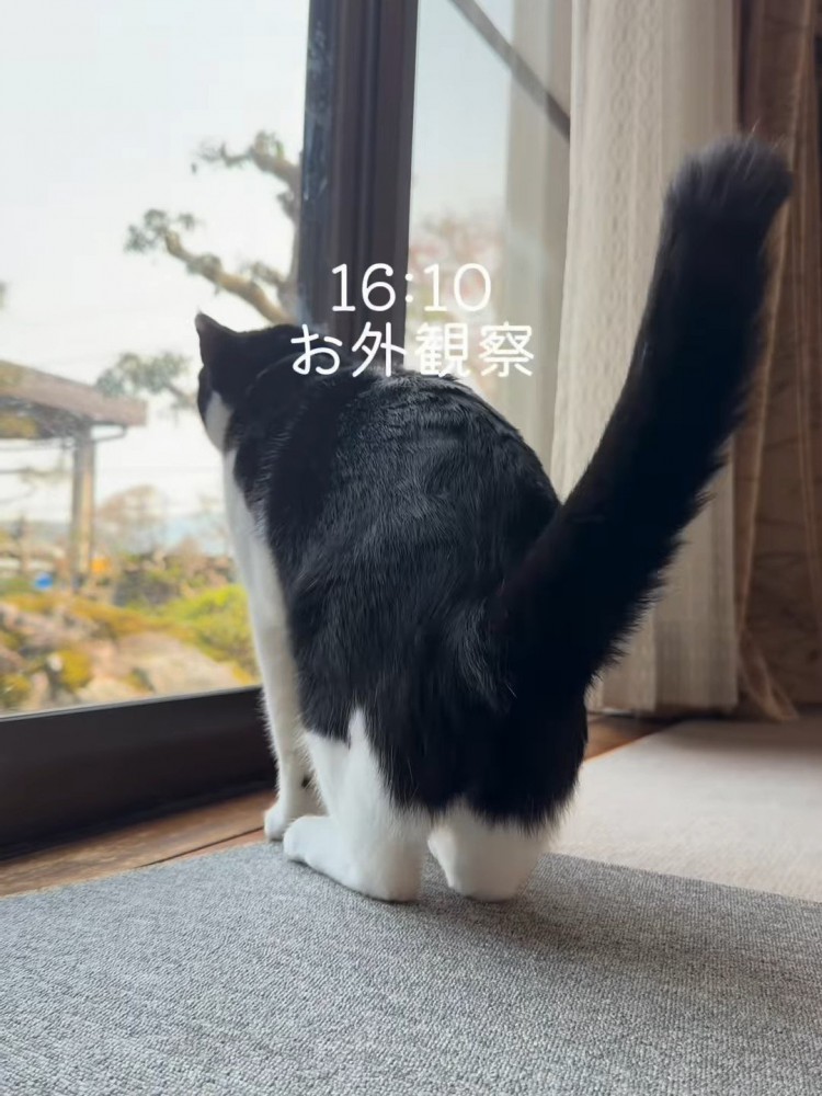 窓から外を見る猫