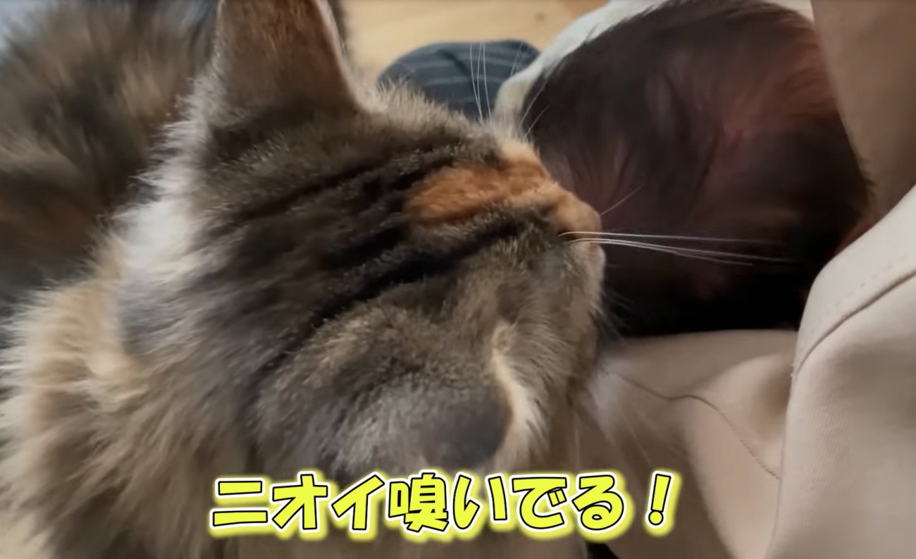 赤ちゃんを嗅ぐ猫