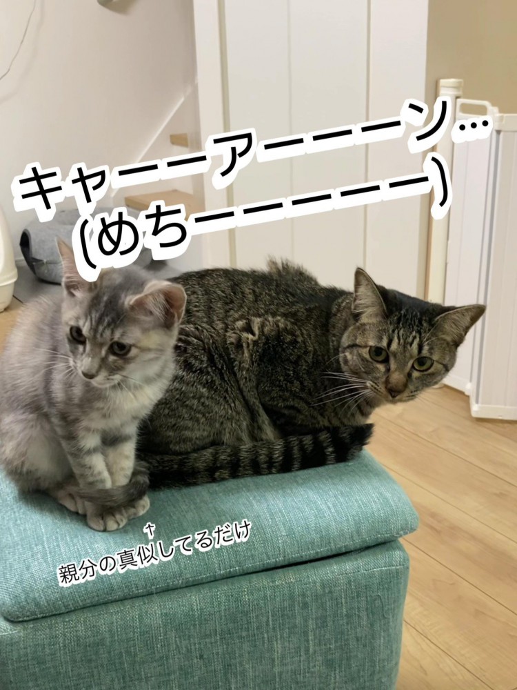 振り向く猫と座る子猫