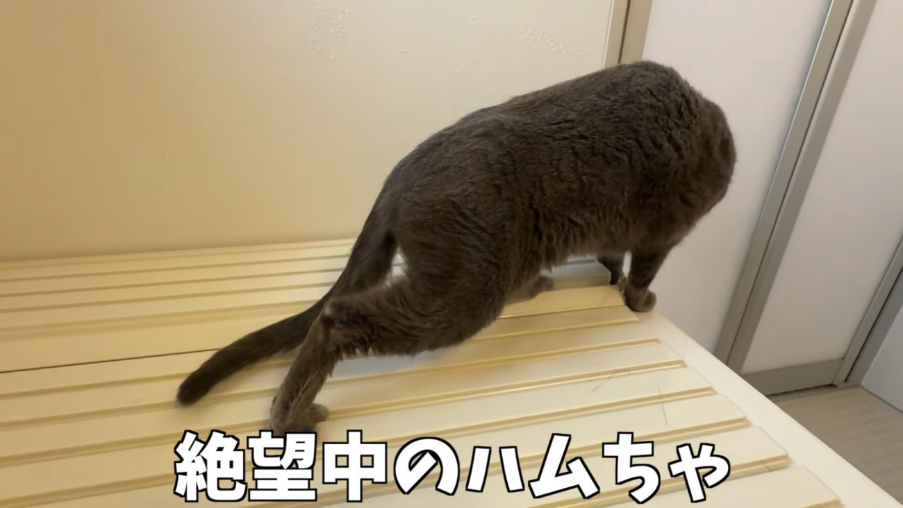 「絶望中の...」のテロップ写真