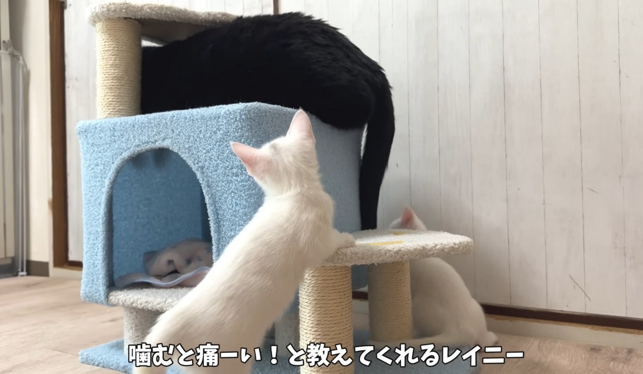 成猫に叱られる子猫