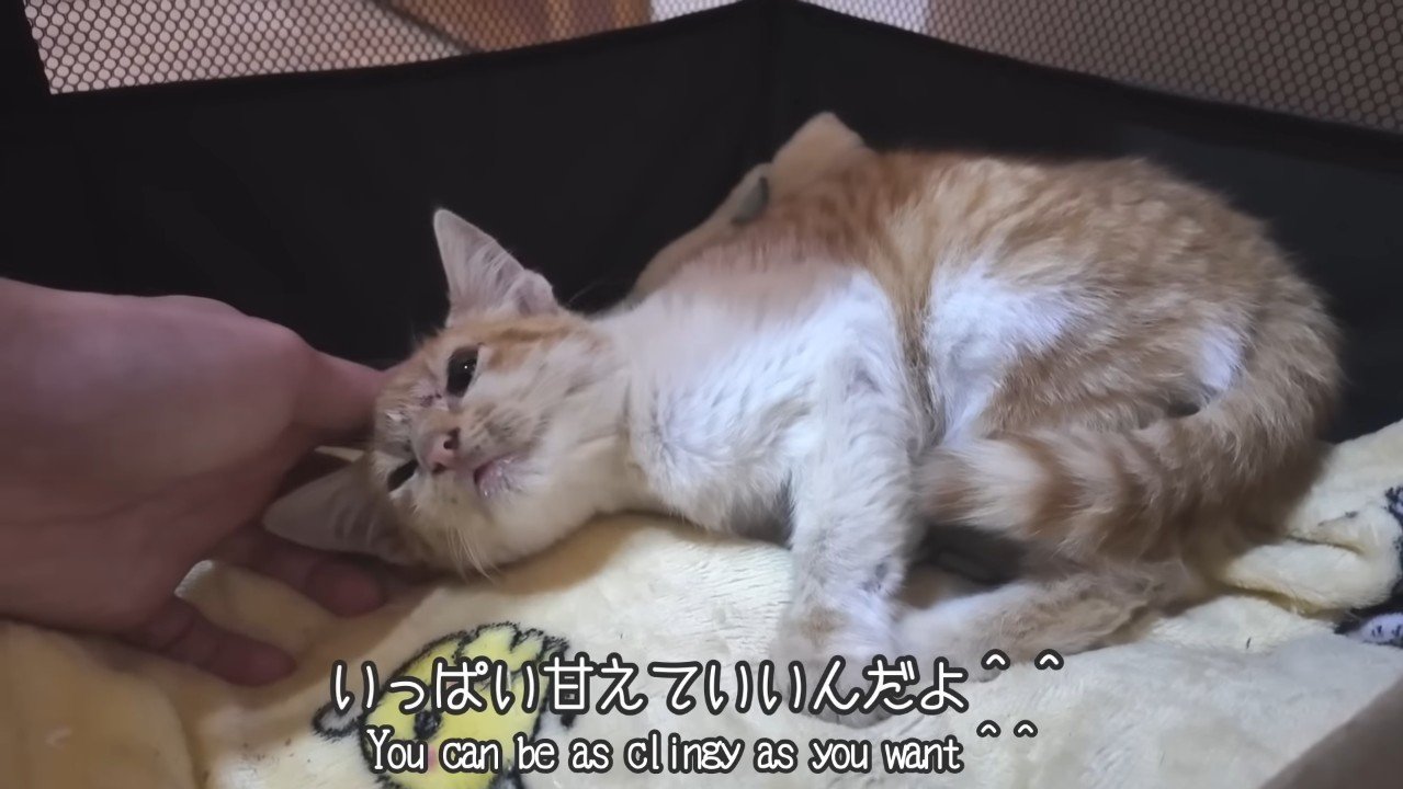 寝転んだ子猫