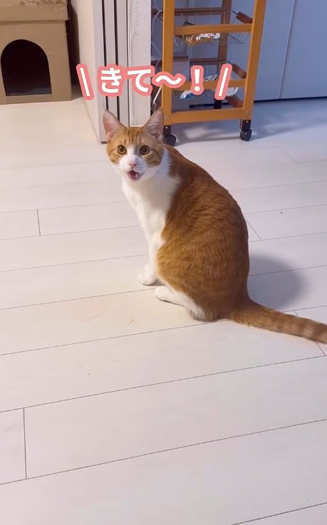 飼い主を呼んでいる猫