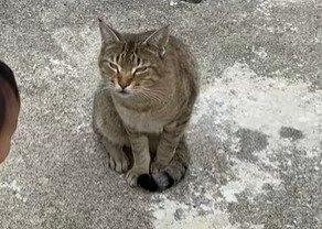 カメラ目線の猫