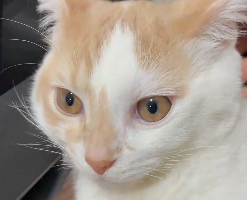 目が覚めて一点を見つめる猫の顔