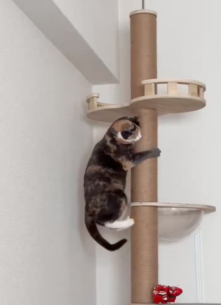 キャットタワーを降りる猫