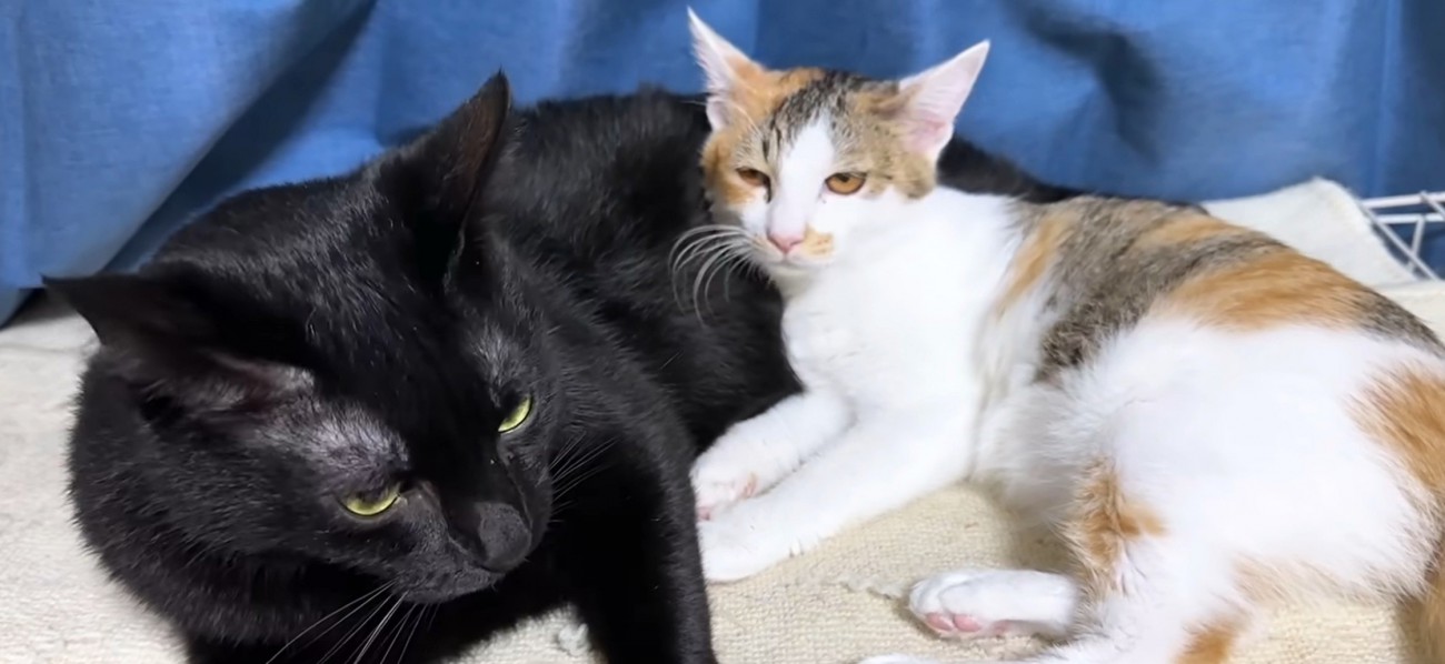 黒猫に寄り添う猫