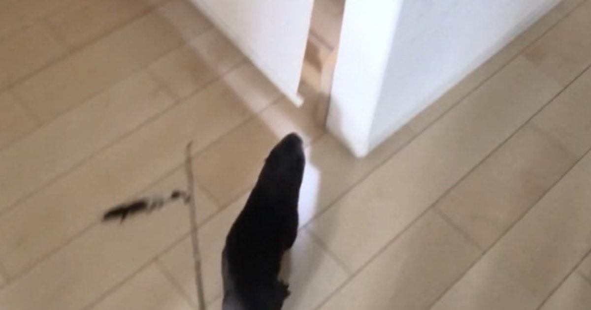 もちくんを追うさくらちゃん