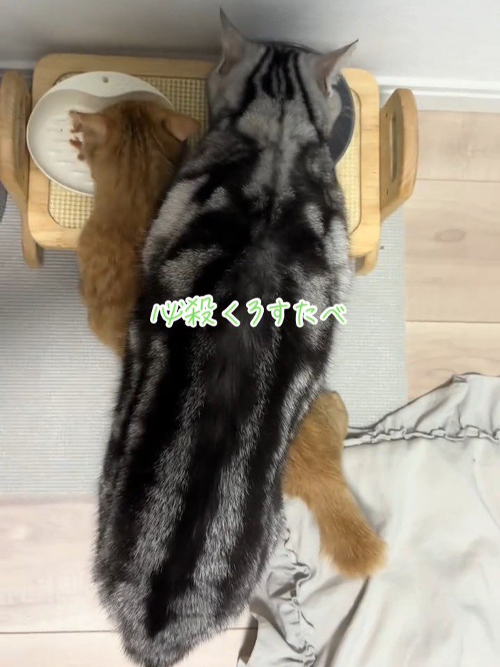 ごはんを食べる2匹の猫