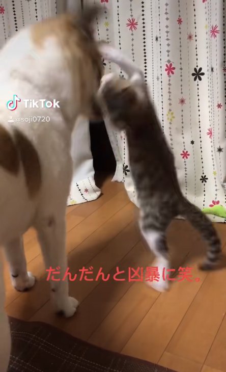 犬に伸び上がって襲いかかる猫