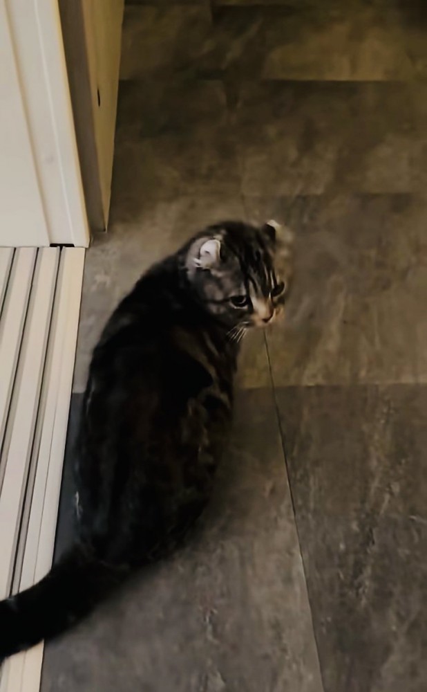 飼い主さんのほうに向くキンカロー