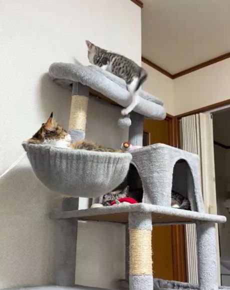 キャットタワー最上段のふちから後ろ足を垂らすキジトラ白の子猫