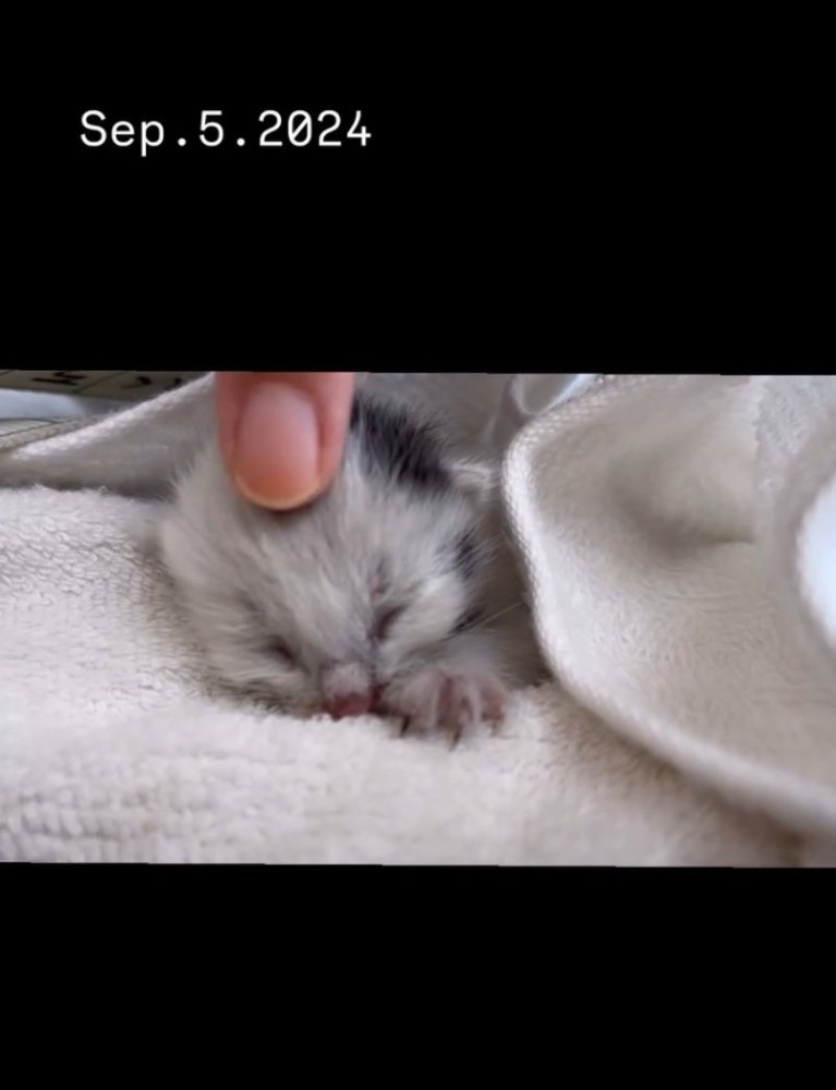 頭を撫でられる赤ちゃん猫