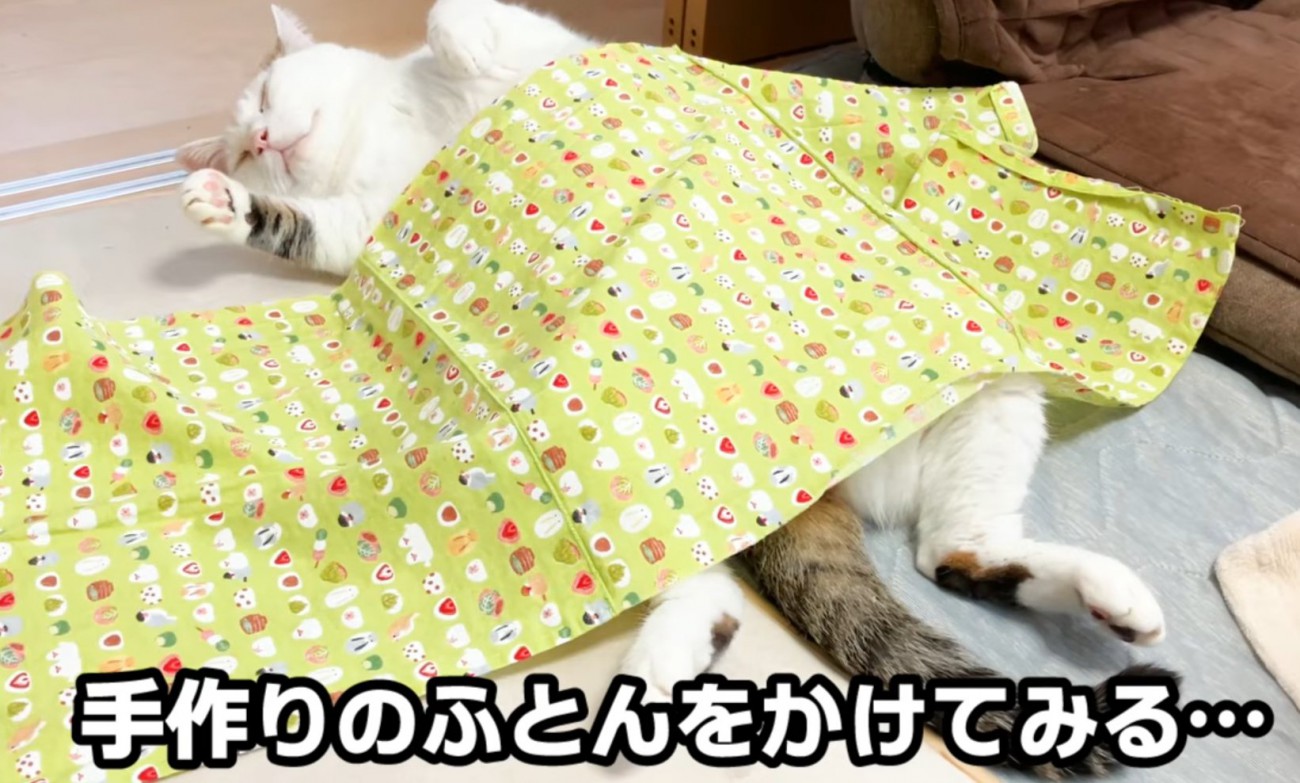 仰向けな猫（手作り布団をかけてみる…）