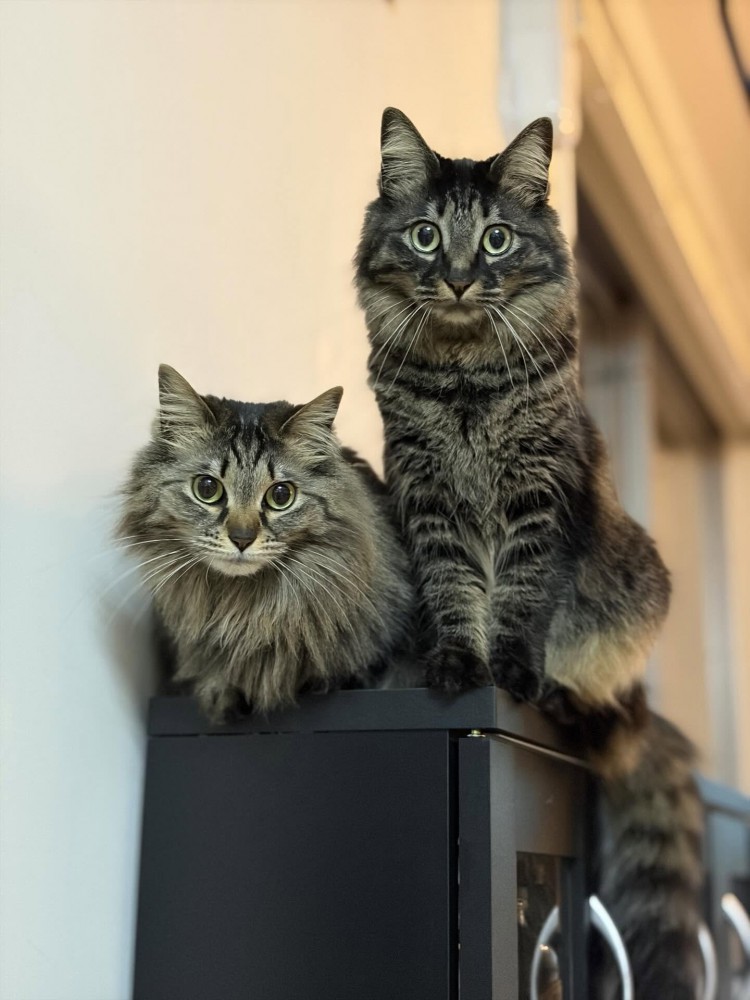 並んで座る2匹の猫