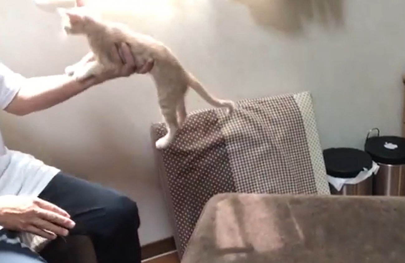 片手で持ち上げられる猫