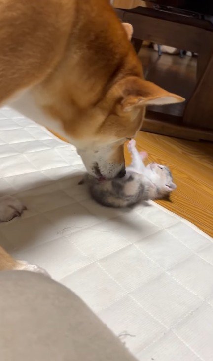 子猫をお世話する犬