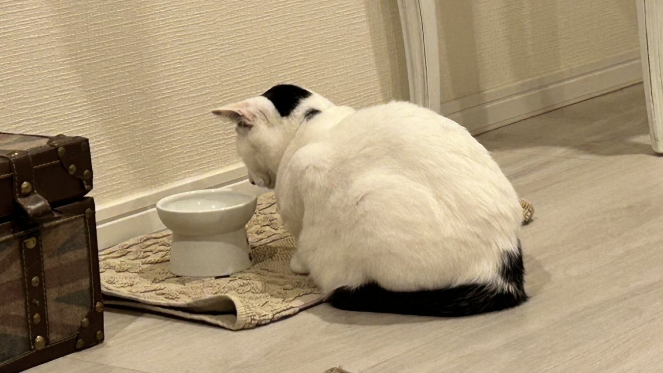 じっとフードボウルを見つめる猫の背中のアップ