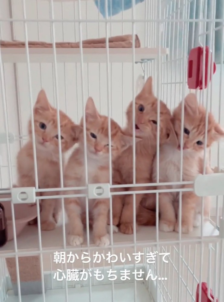 鳴き出す子猫たち