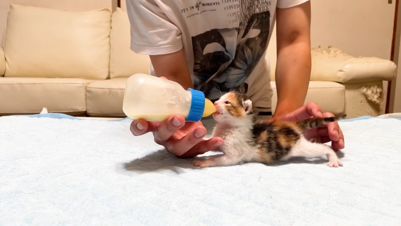 足を伸ばした赤ちゃん猫