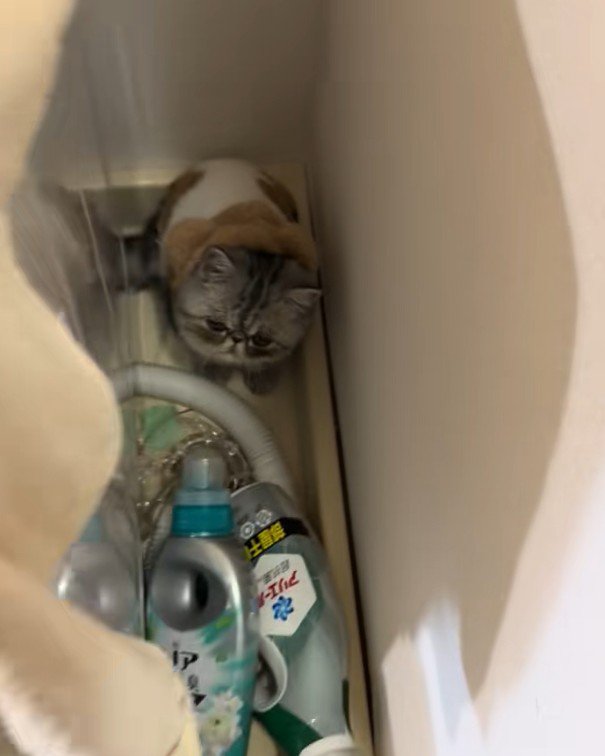 洗濯機横にいた子猫