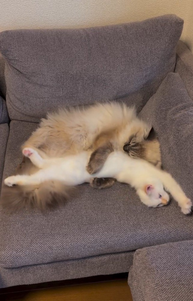 伸びる白猫と抱きかかえる猫