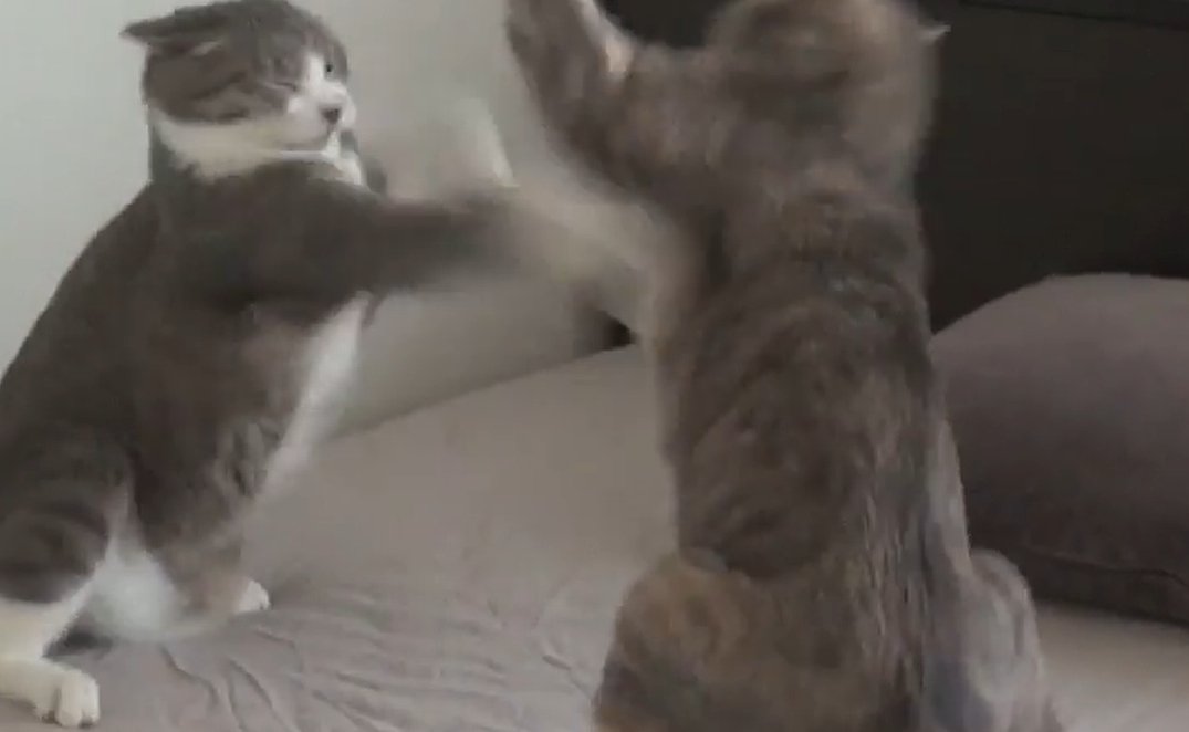 ベッドの上で喧嘩をする猫