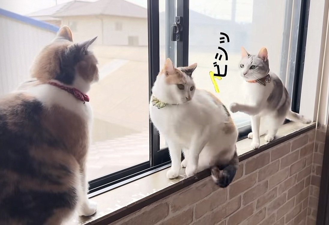 窓辺で遊ぶ2匹の三毛猫と1匹のパステル三毛猫