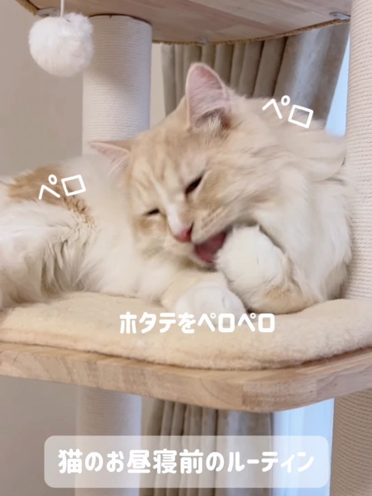 前足をなめる猫
