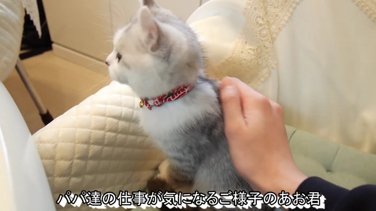 お座りして背中を撫でられているアメリカンカールの子猫