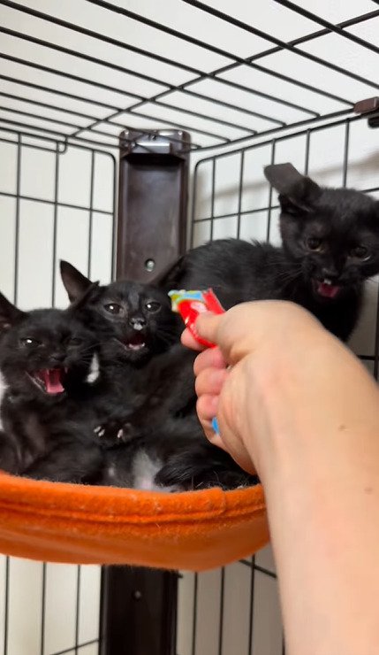 オレンジ色のハンモックで身を寄せ合いながら威嚇する黒猫三姉妹
