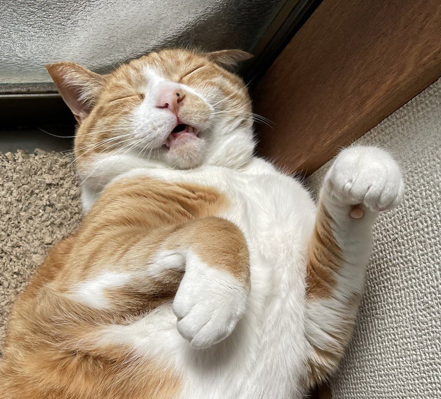 気持ち良さそうに眠る猫の顔